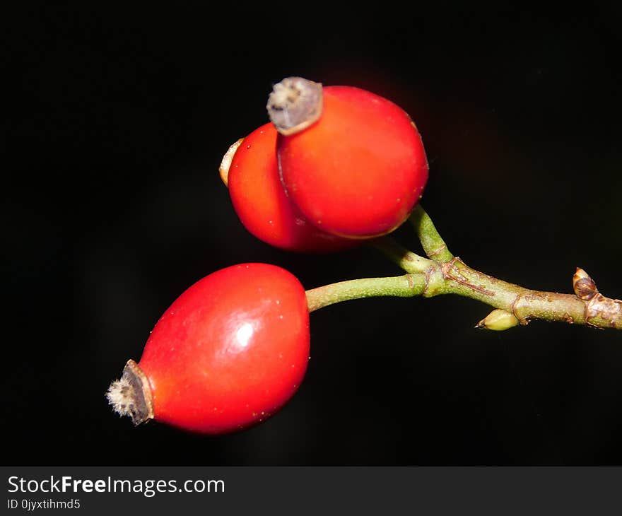 Rose Hip, Fruit, Close Up, Berry