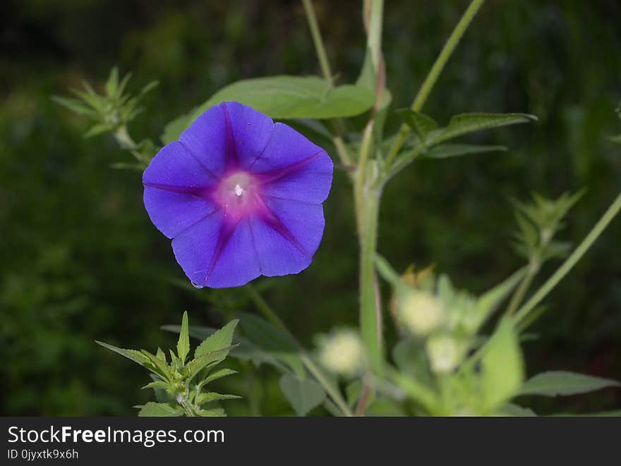 Flower, Plant, Flora, Morning Glory Family