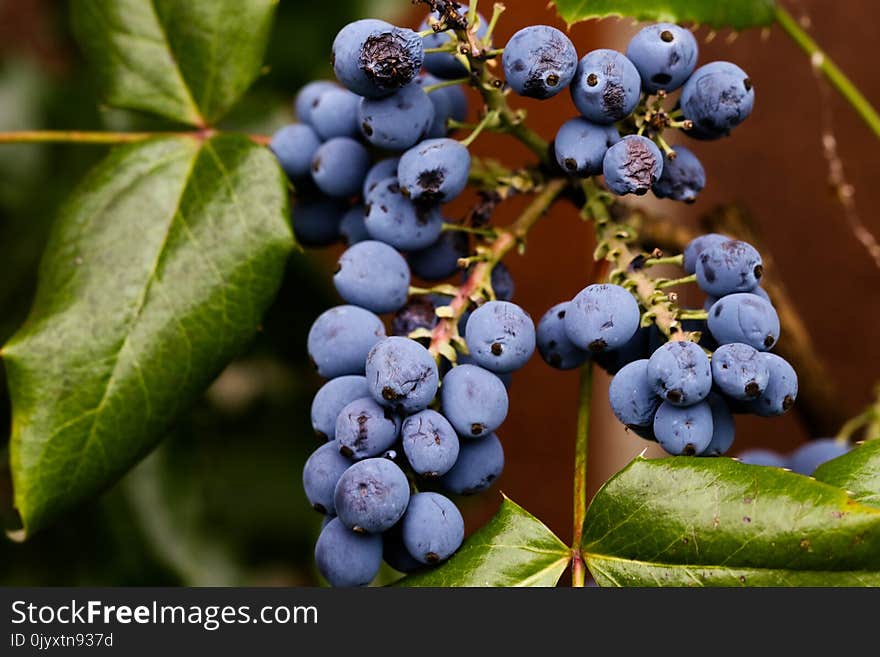 Blueberry, Berry, Fruit, Bilberry