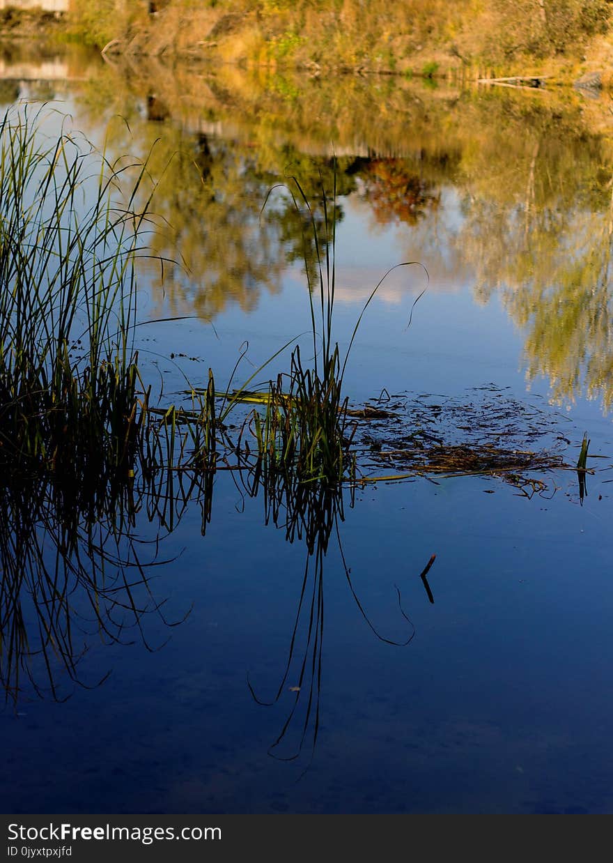 Reflection, Water, Nature, Leaf