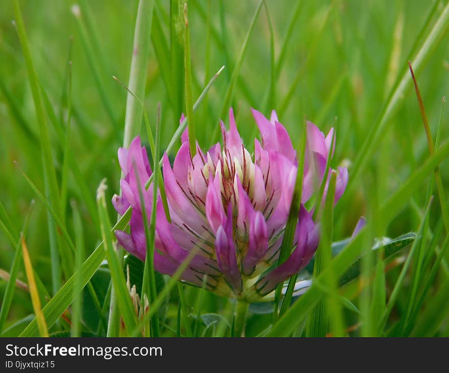 Plant, Flower, Flora, Grass