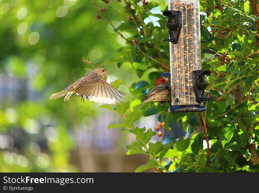 Bird, Fauna, Ecosystem, Beak