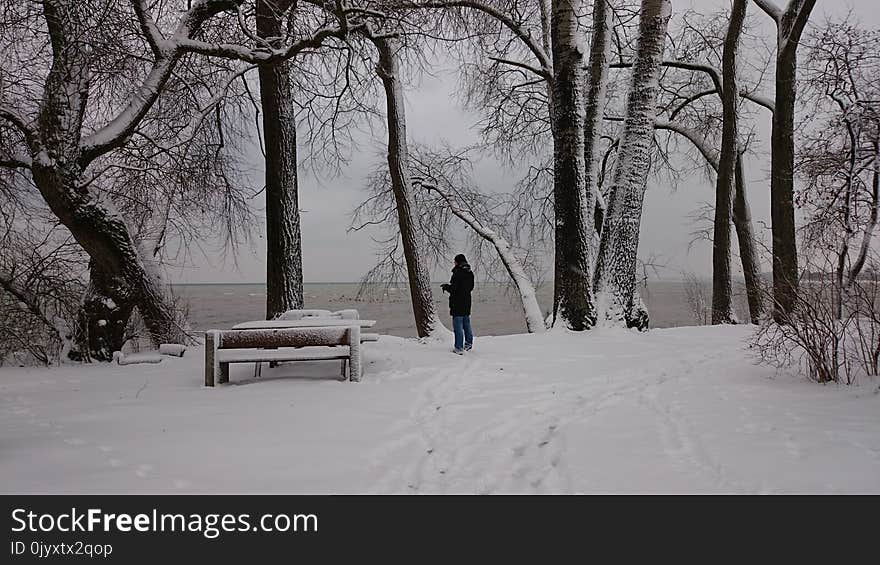 Snow, Winter, Freezing, Tree