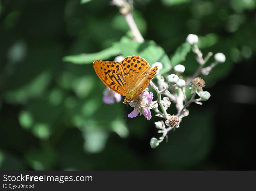 Butterfly, Insect, Moths And Butterflies, Flower