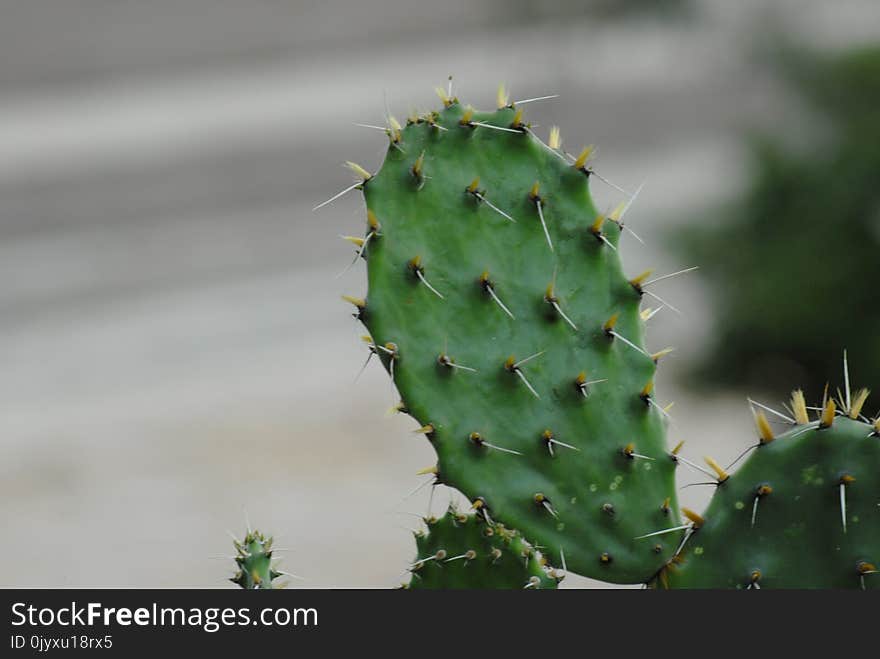 Cactus, Plant, Thorns Spines And Prickles, Nopal