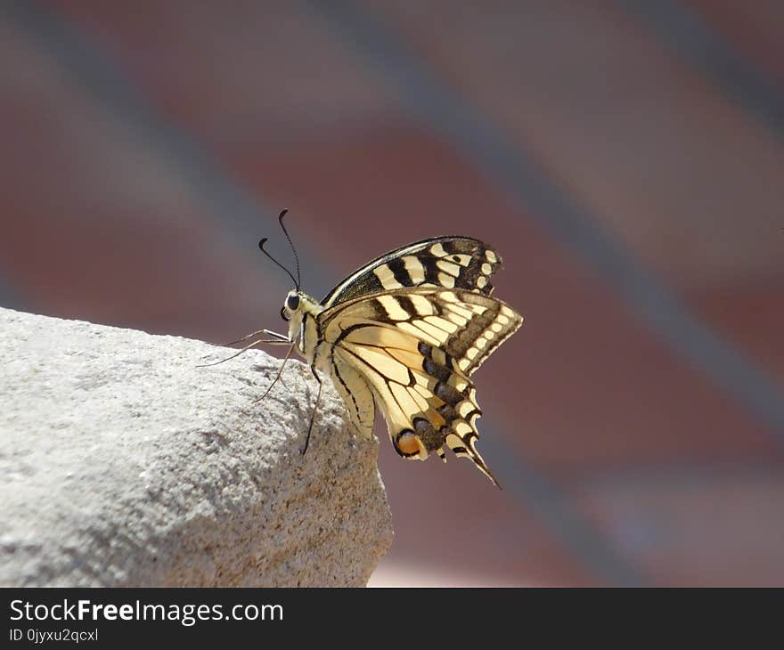 Insect, Butterfly, Moths And Butterflies, Invertebrate