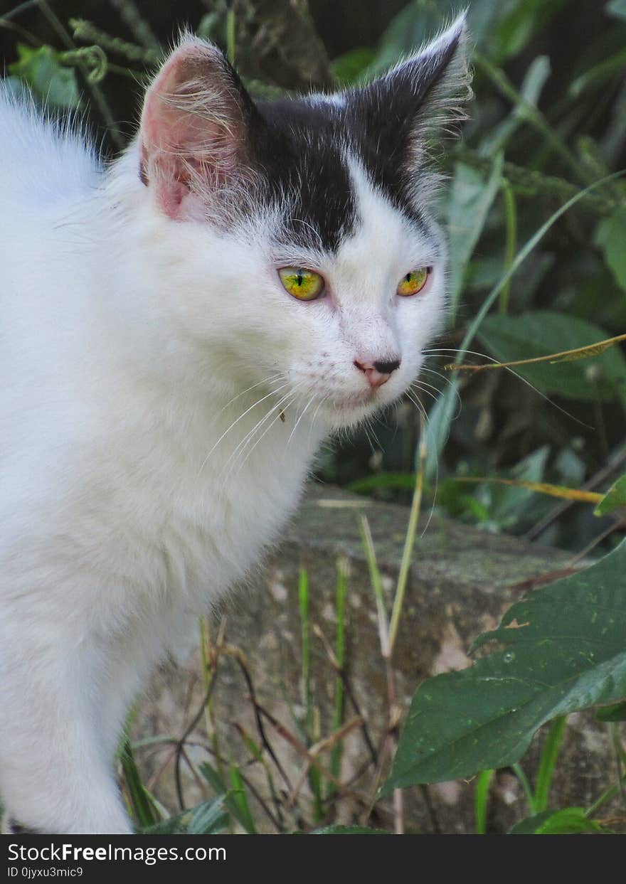 Cat, Fauna, Whiskers, Small To Medium Sized Cats