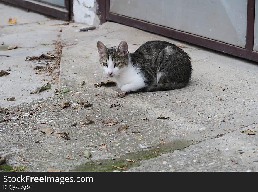 Cat, Fauna, Small To Medium Sized Cats, Cat Like Mammal