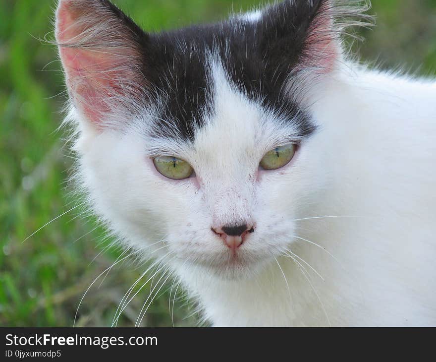 Cat, Face, Whiskers, Fauna