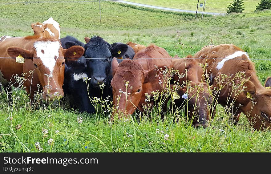 Pasture, Cattle Like Mammal, Grazing, Grass