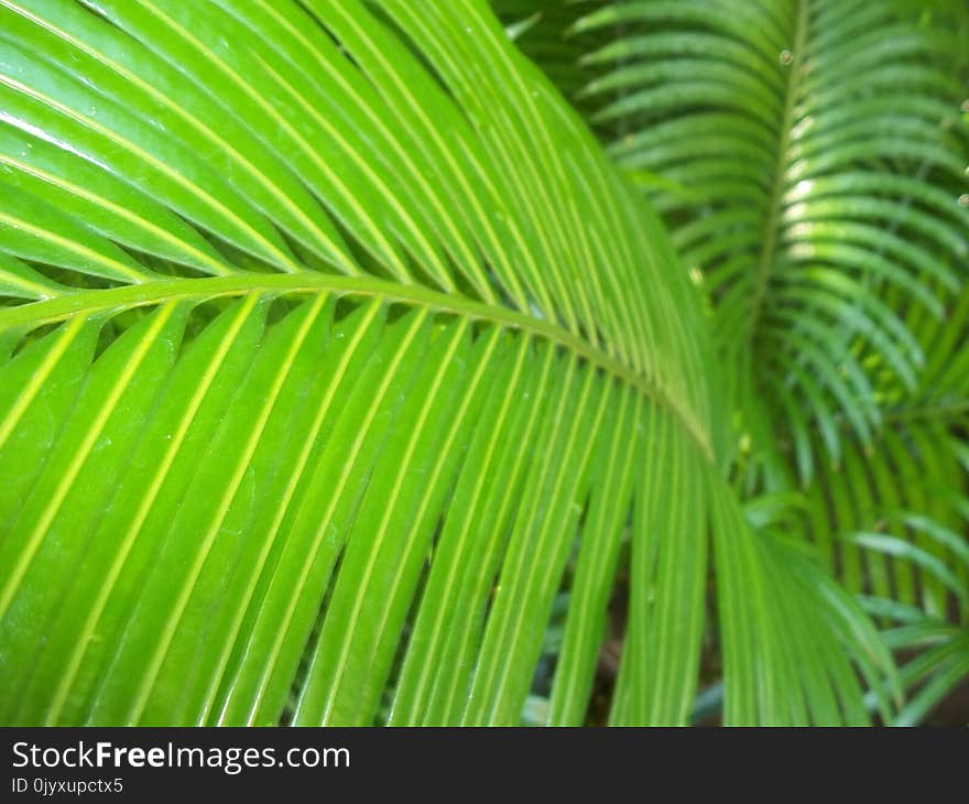 Leaf, Vegetation, Plant, Arecales