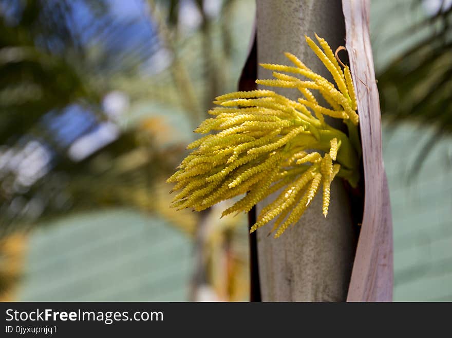 Yellow, Flora, Flower, Plant