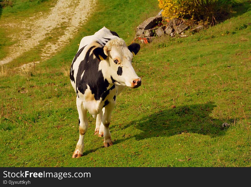 Cattle Like Mammal, Dairy Cow, Pasture, Grassland