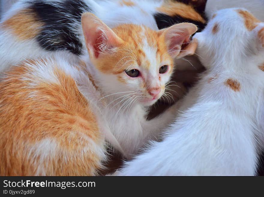 Cat, Fauna, Small To Medium Sized Cats, Whiskers