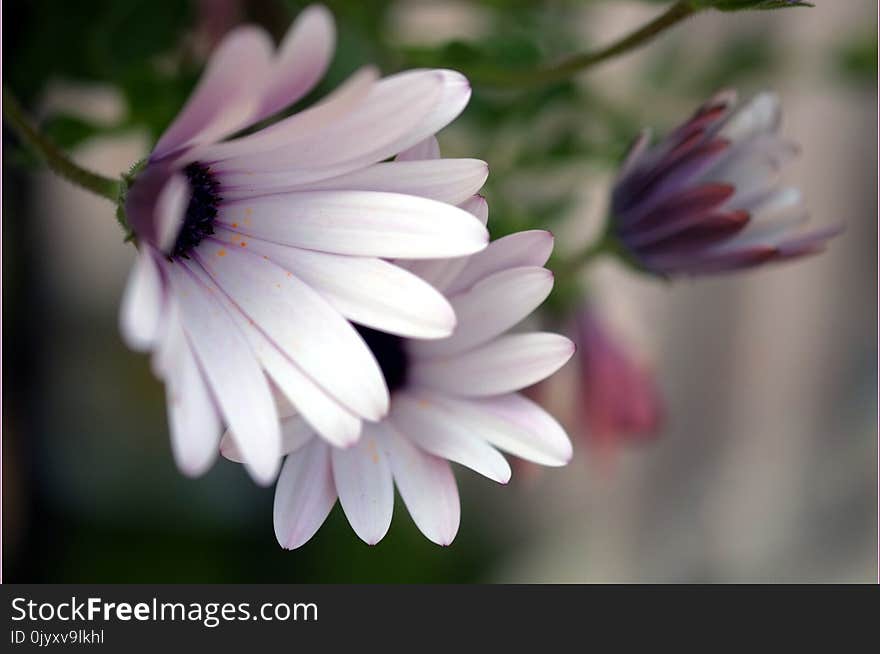 Flower, Flora, Plant, Purple