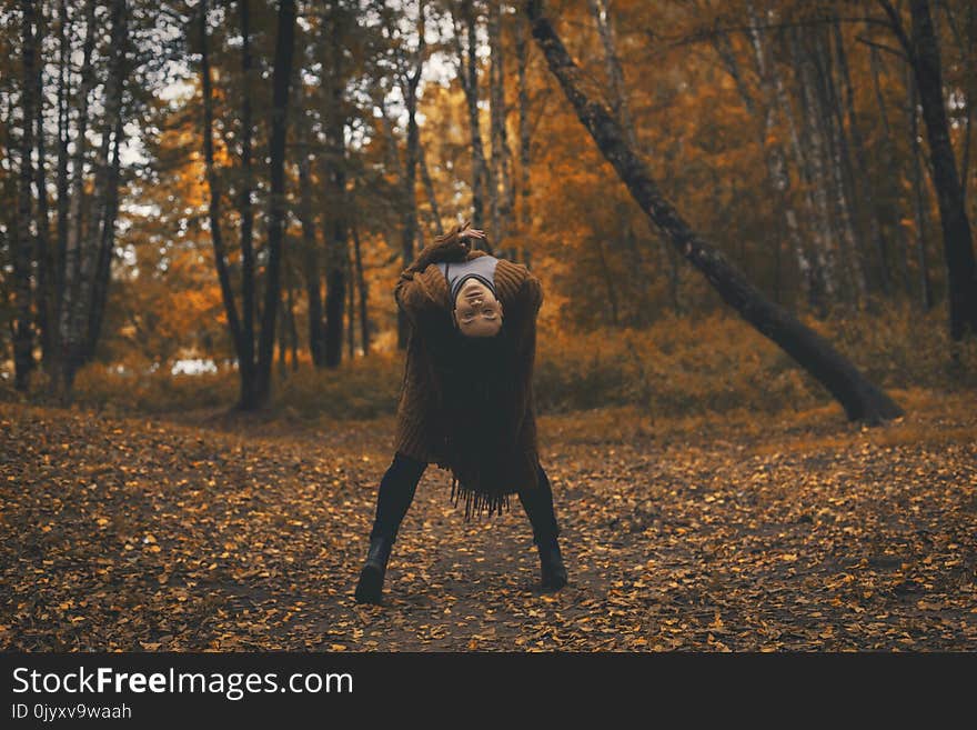 Tree, Forest, Woody Plant, Woodland