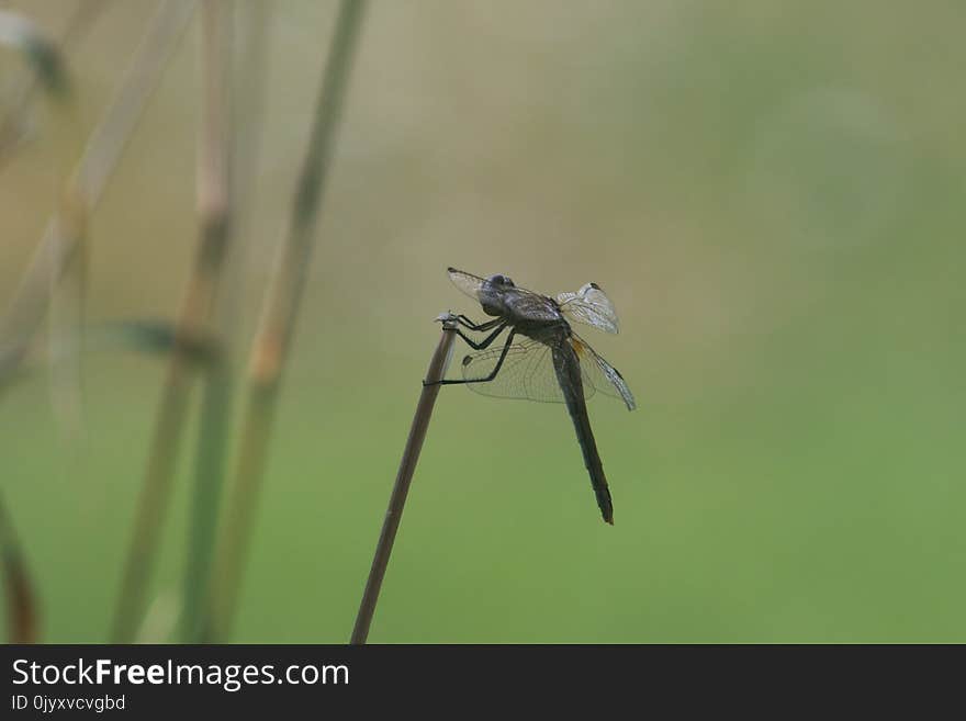 Insect, Dragonfly, Dragonflies And Damseflies, Fauna