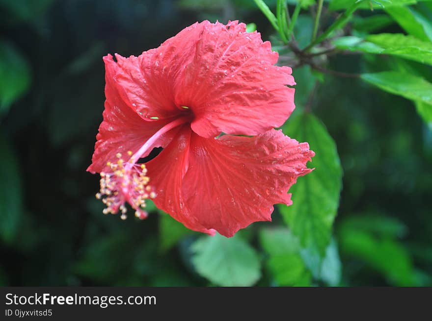 Flower, Pink, Hibiscus, Flowering Plant