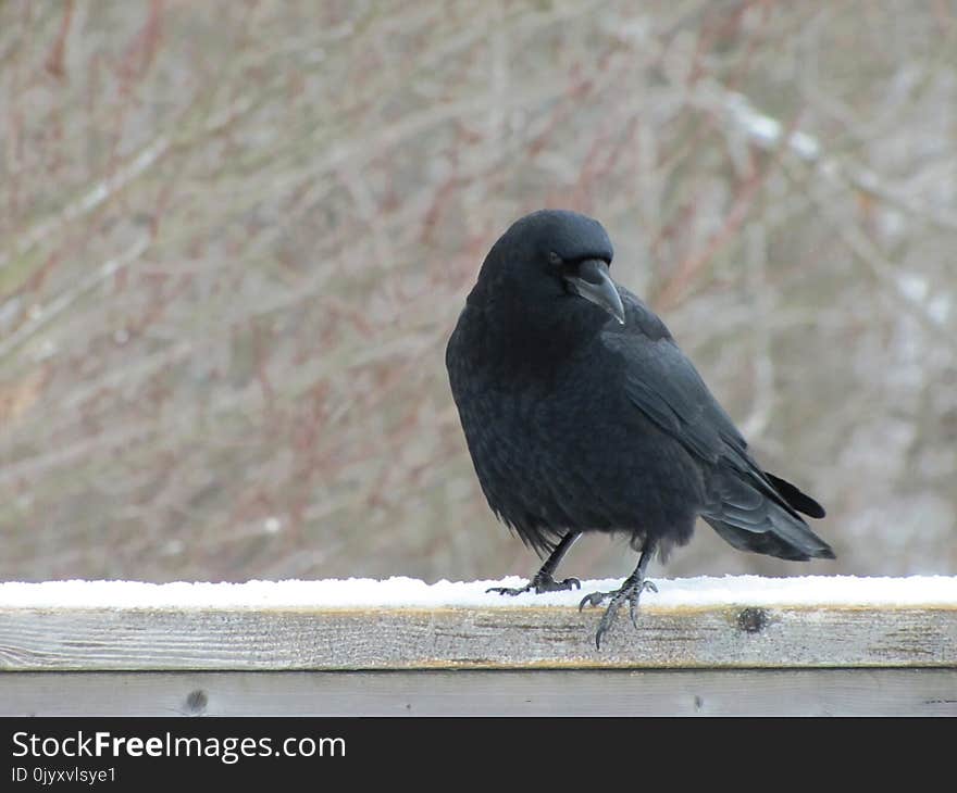 Bird, American Crow, Crow, Crow Like Bird