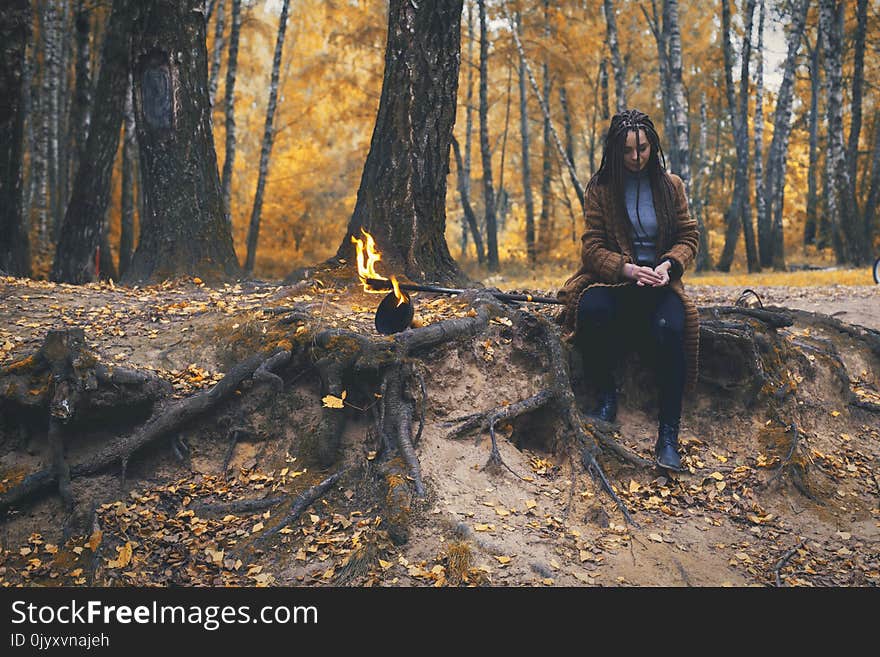 Tree, Woody Plant, Forest, Woodland