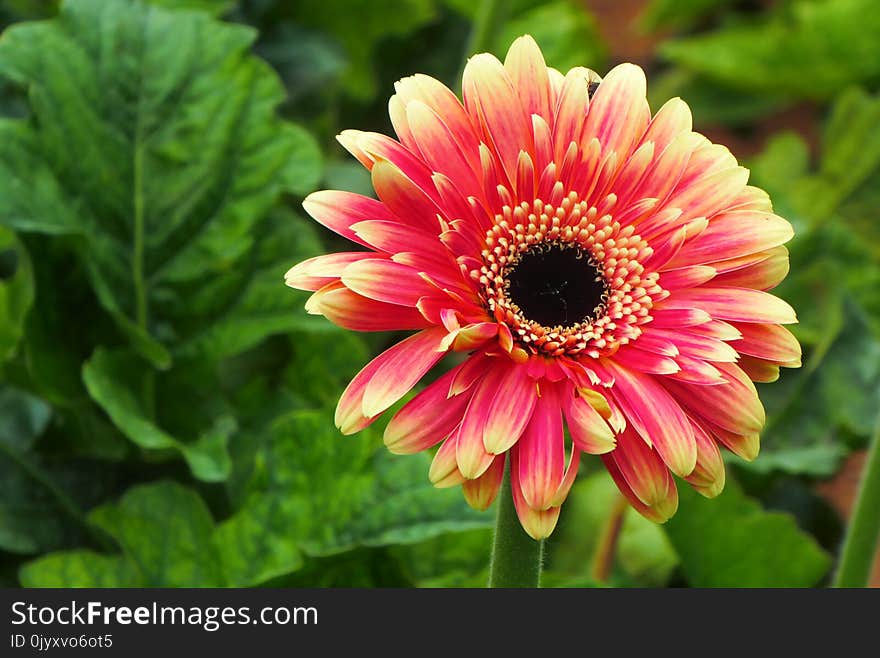 Flower, Plant, Flora, Gerbera