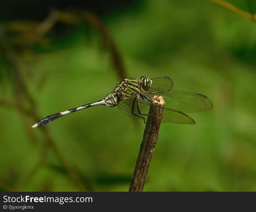 Dragonfly, Insect, Dragonflies And Damseflies, Damselfly