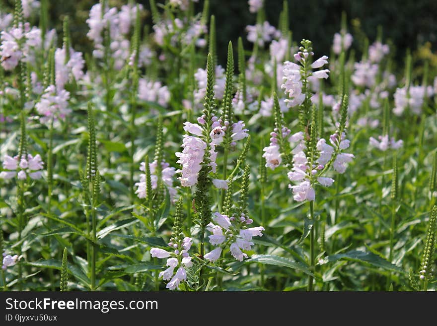 Plant, Hyssopus, Flower, Lavandula Dentata