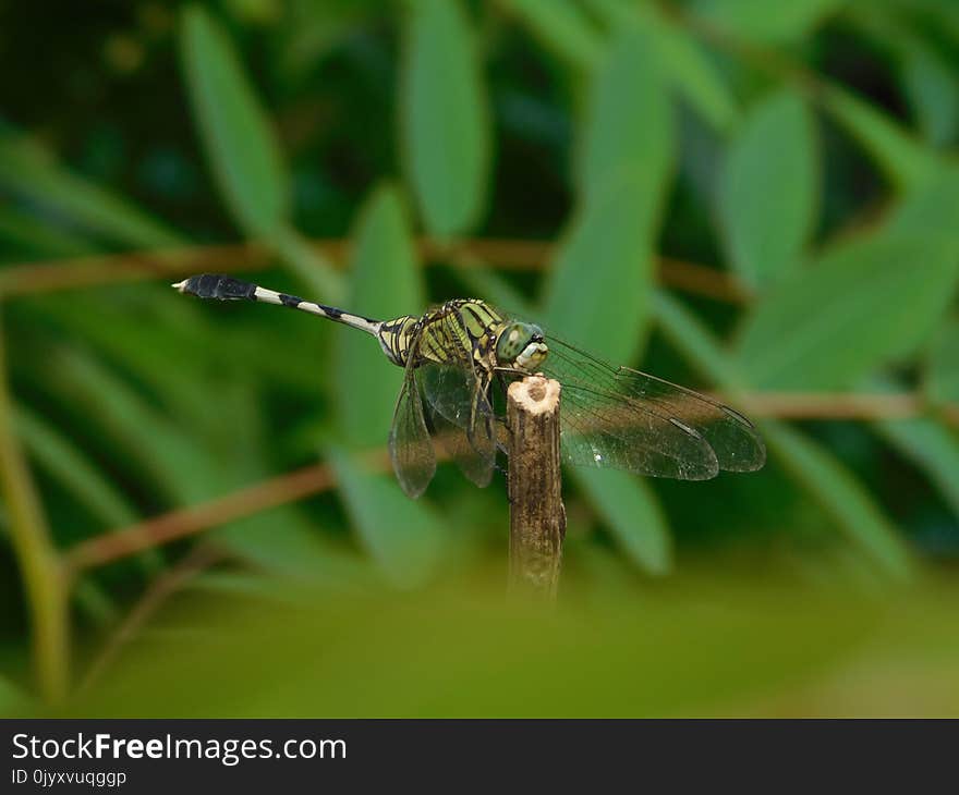 Dragonfly, Insect, Dragonflies And Damseflies, Invertebrate