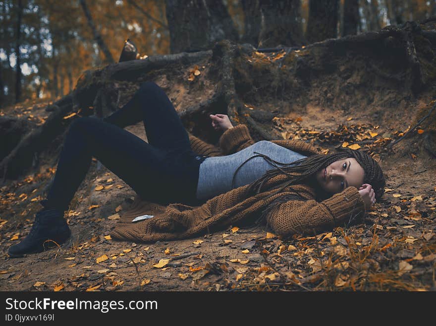 Tree, Woody Plant, Forest, Autumn