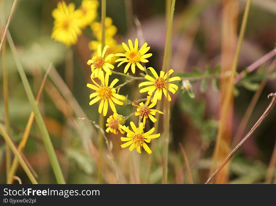 Flower, Flora, Yellow, Plant