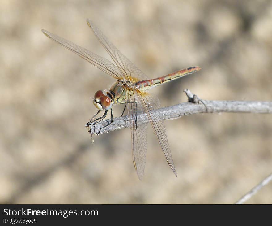 Dragonfly, Insect, Dragonflies And Damseflies, Invertebrate