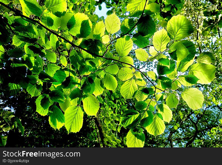 Leaf, Vegetation, Tree, Plant