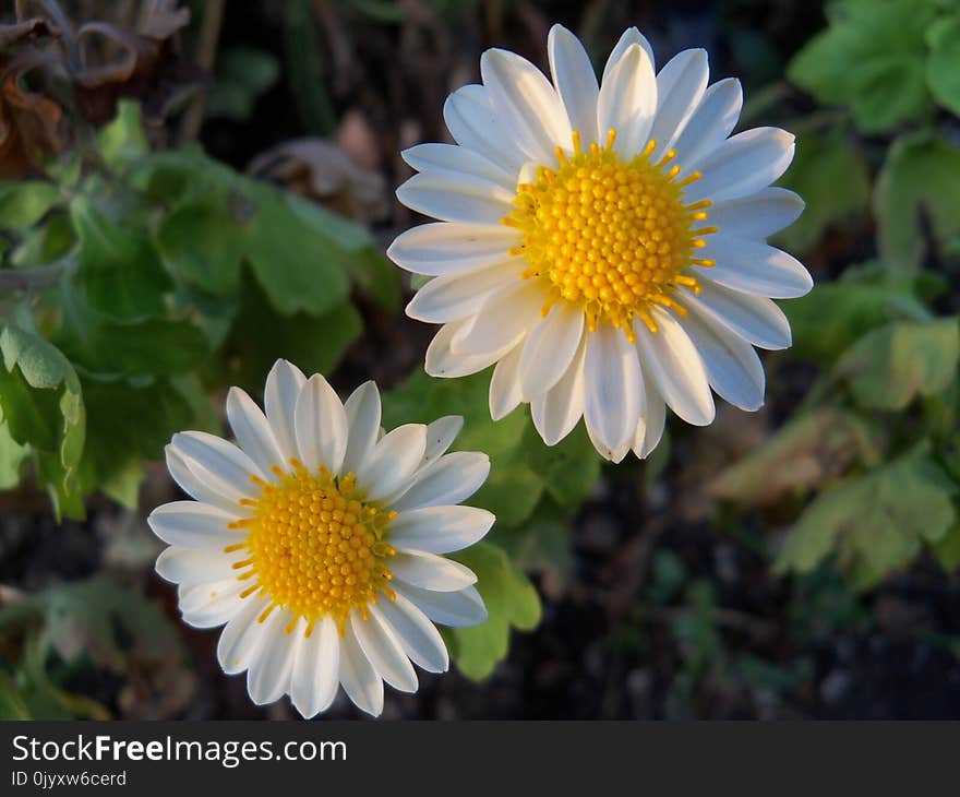 Flower, Plant, Flora, Daisy Family