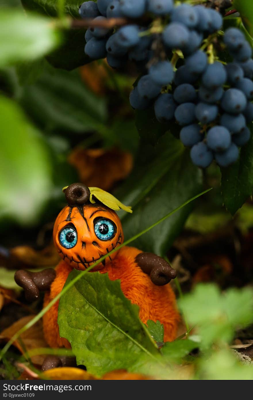 Leaf, Plant, Close Up, Fruit