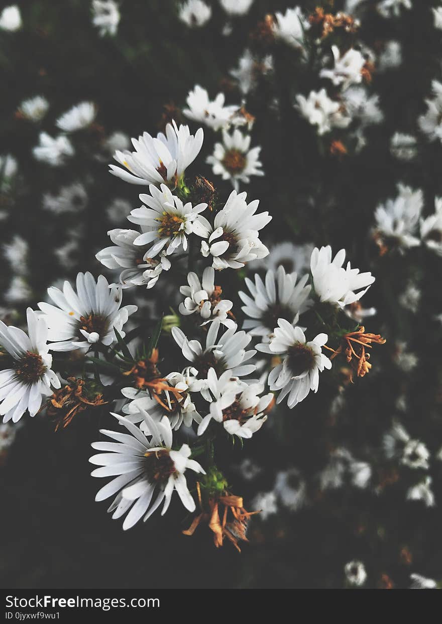 Flower, White, Plant, Flora