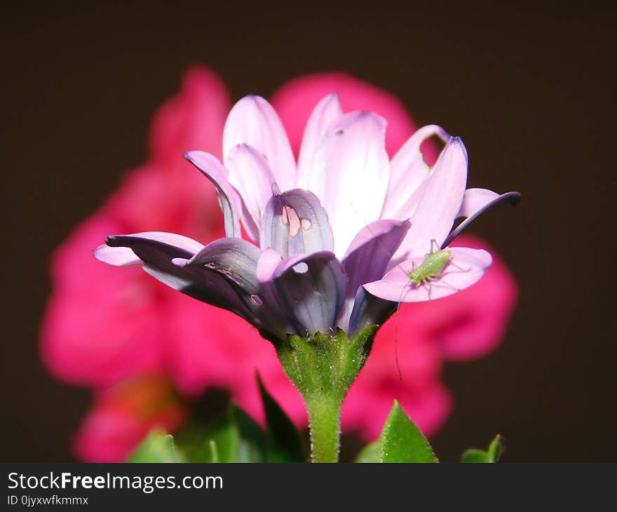 Flower, Flora, Pink, Plant