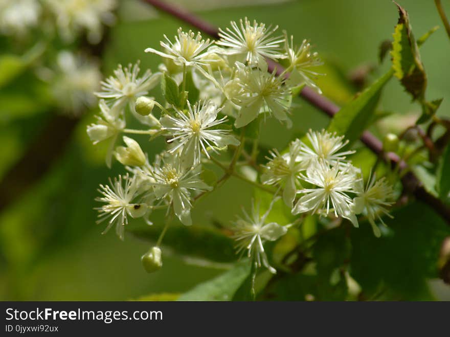 Plant, Flora, Flower, Meadowsweet