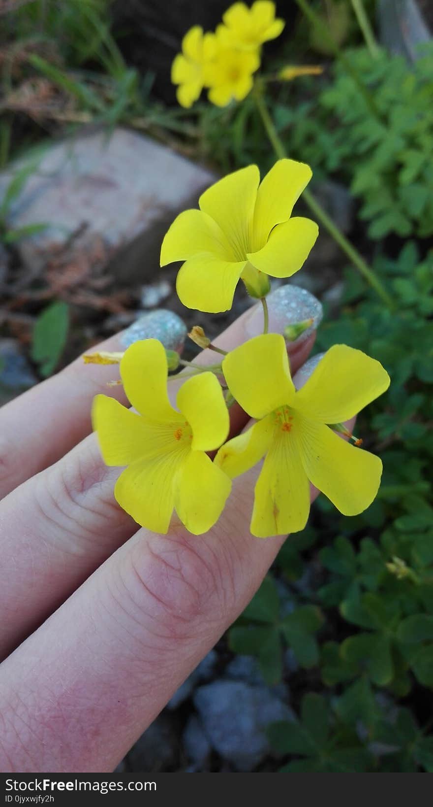 Flower, Flora, Yellow, Plant