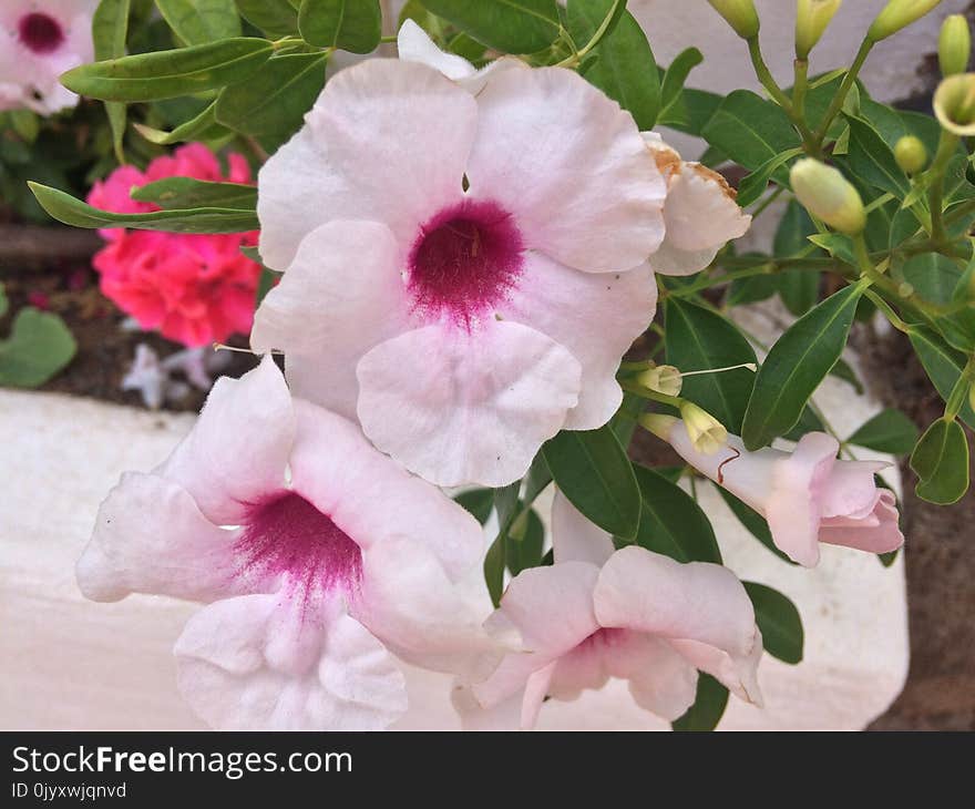 Flower, Pink, Plant, Flowering Plant