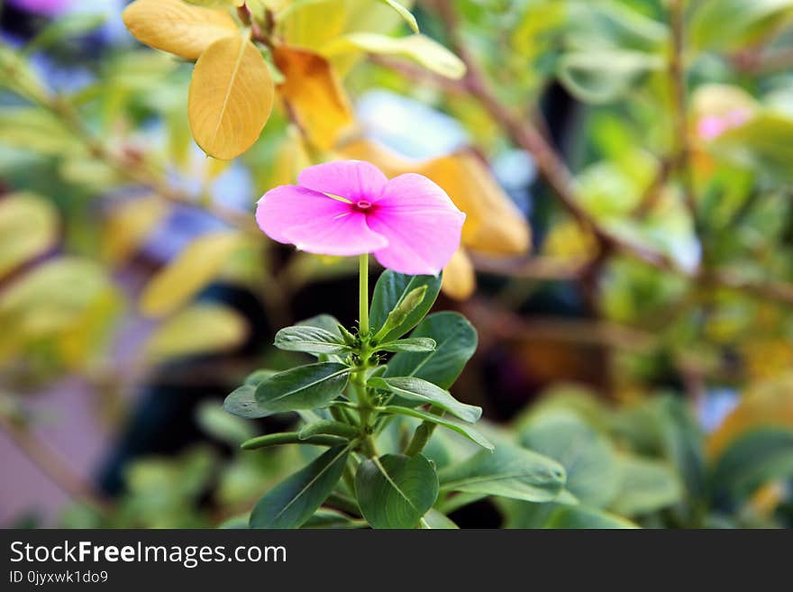 Flower, Plant, Flora, Leaf