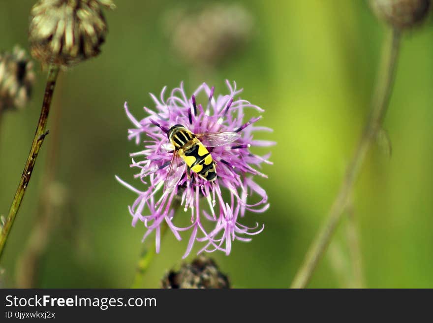 Flower, Flora, Bee, Nectar