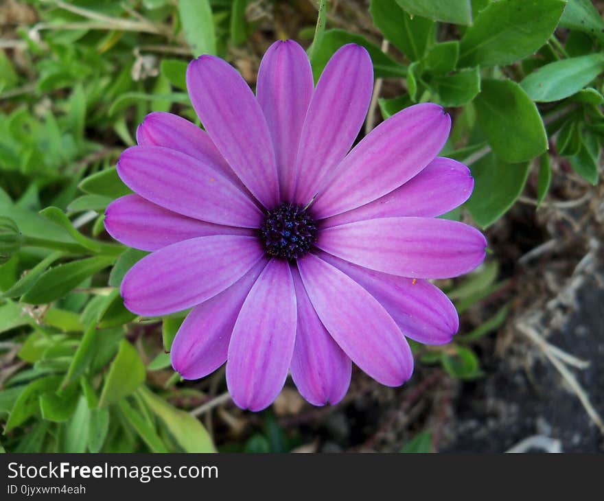 Flower, Flora, Plant, Purple