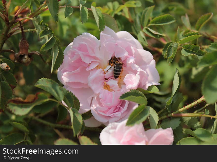 Rose Family, Flower, Rose, Pink