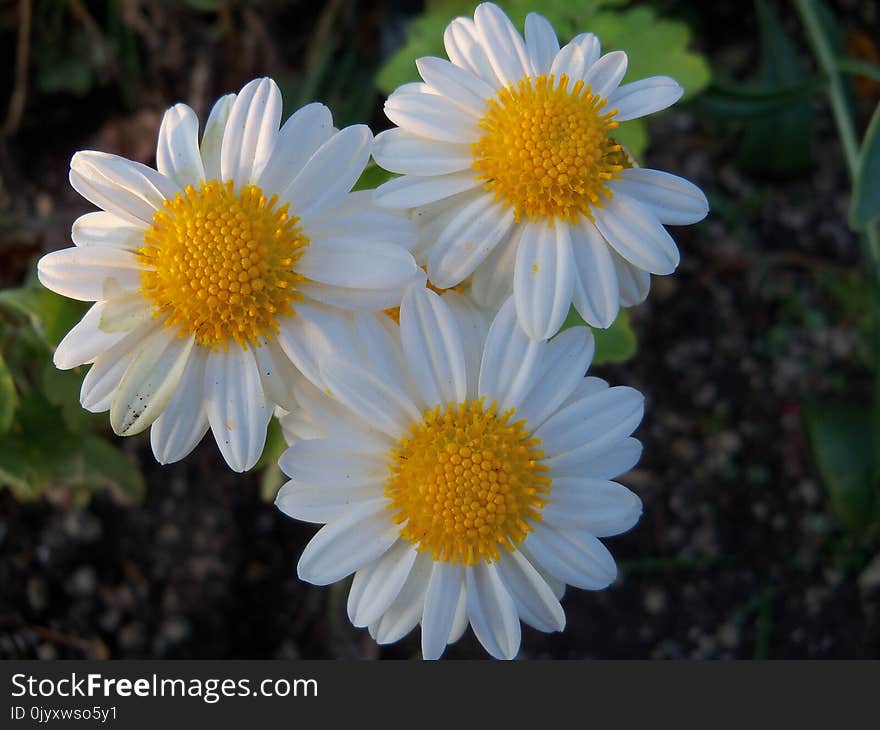 Flower, Oxeye Daisy, Chamaemelum Nobile, Daisy Family