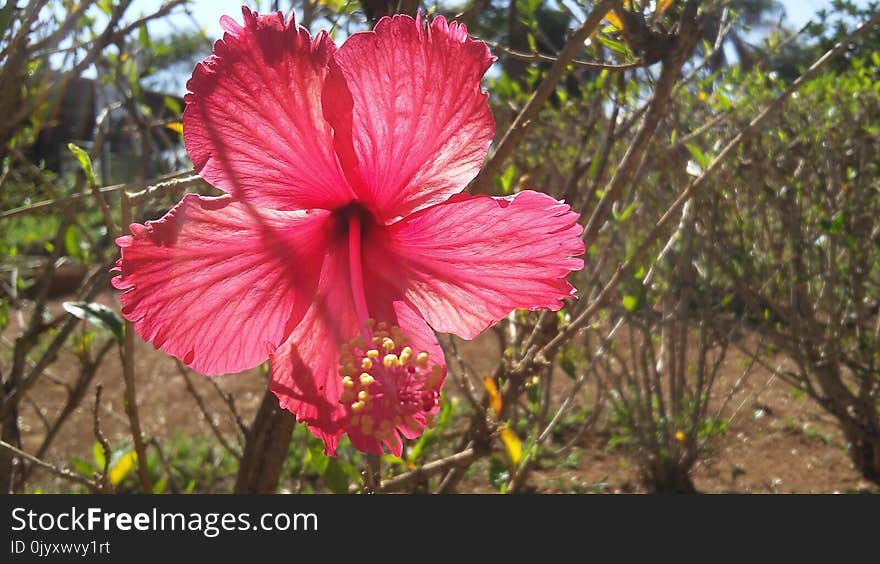 Flower, Plant, Flowering Plant, Flora