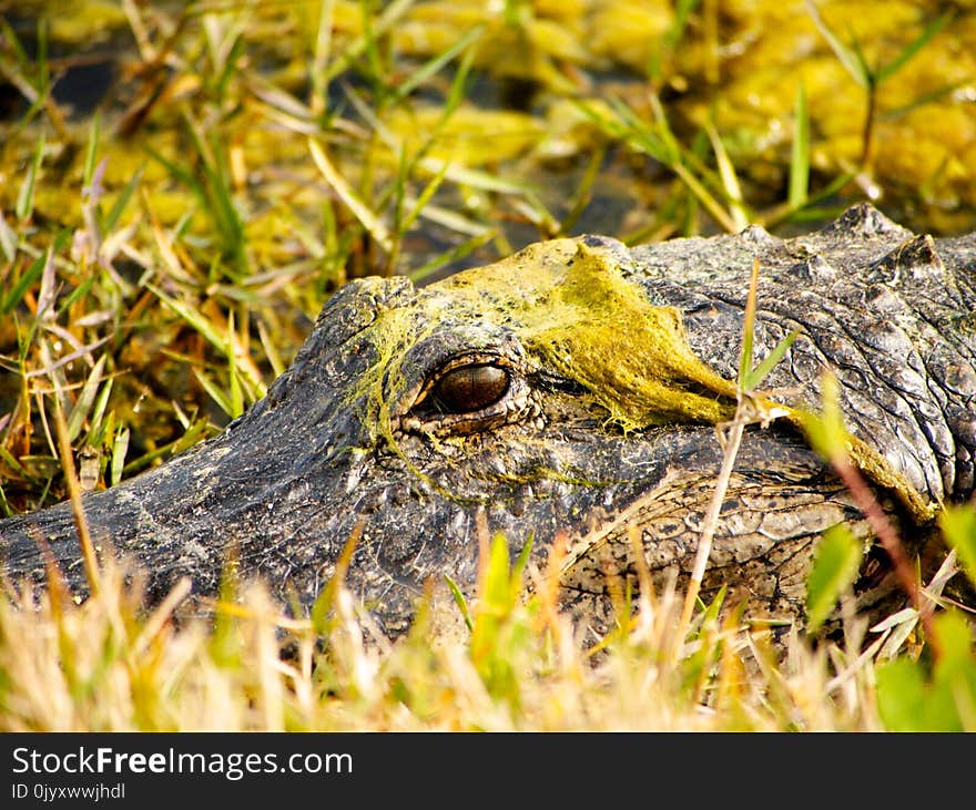 Reptile, Alligator, Crocodilia, American Alligator