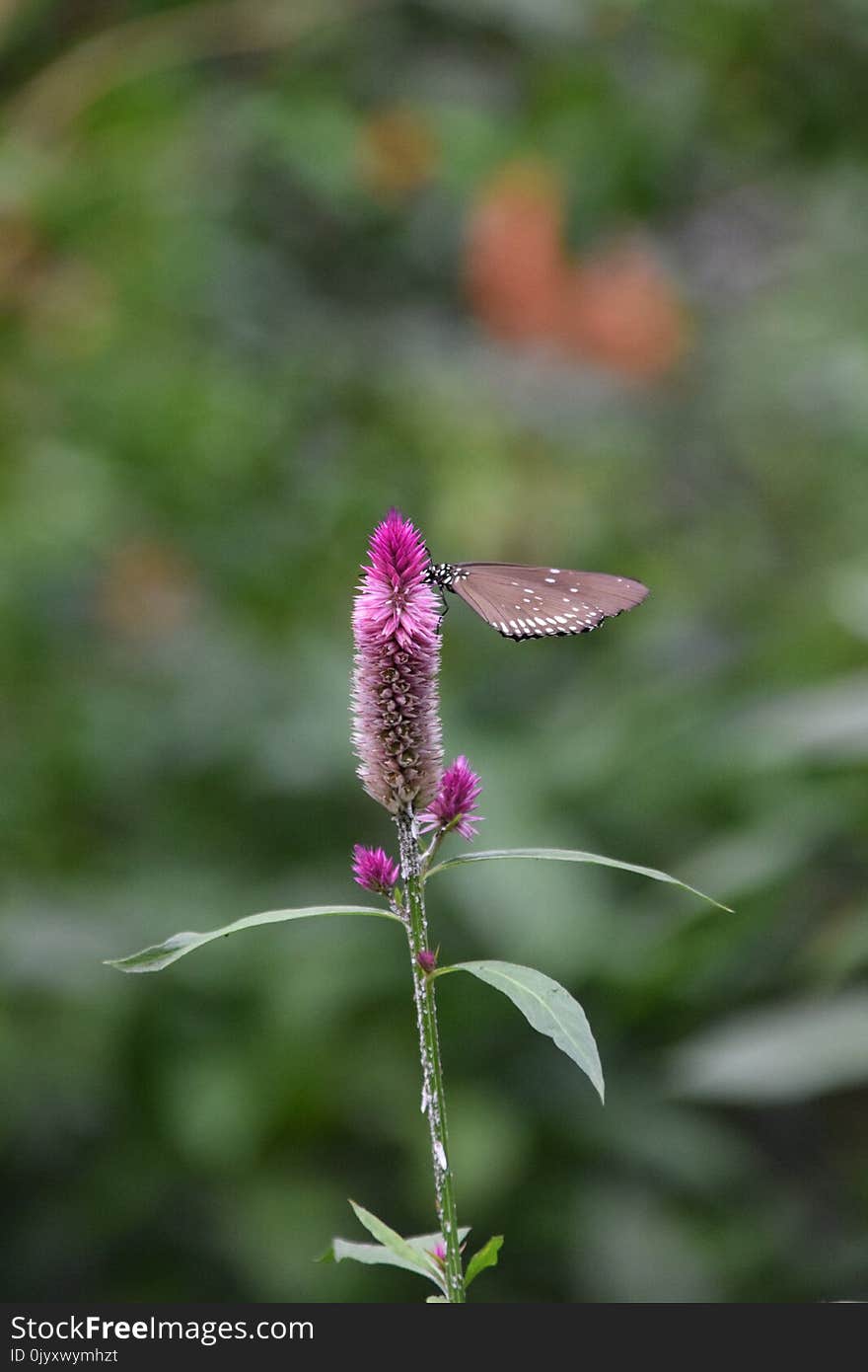 Flora, Plant, Flower, Plant Stem