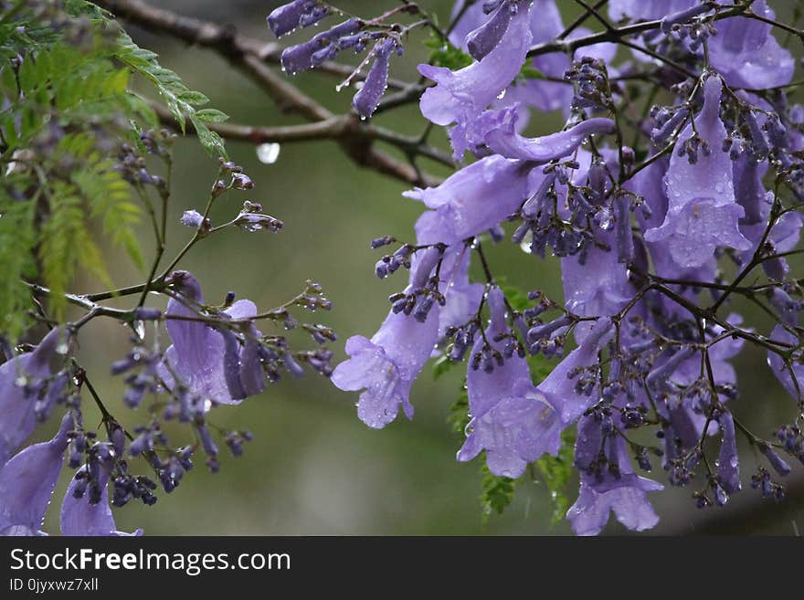 Flower, Plant, Spring, Purple