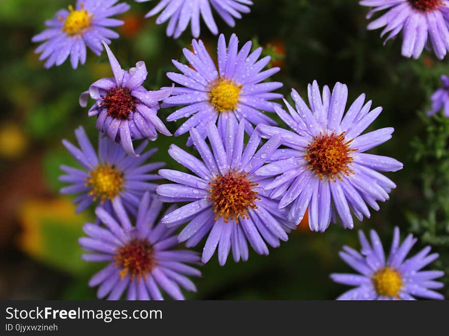 Flower, Aster, Purple, Plant