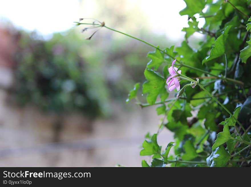 Branch, Leaf, Flora, Plant